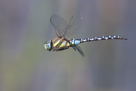 Vážky v letu - Dragonflies in Flight