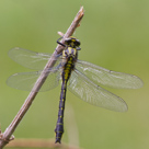 Gomphus vulgatissiumus - klínatka obecná 