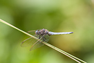 Anisoptera - Vážky, šídla, páskovci a lesklice