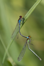 Erythromma najas - šidélko rudoočko, kopulace