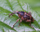 Brouci -  Coleoptera