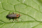 Brouci -  Coleoptera